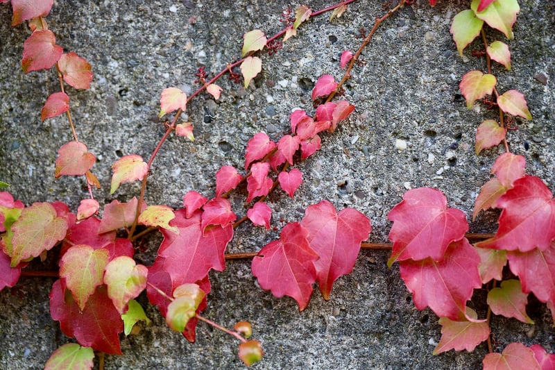 Climbing Plants