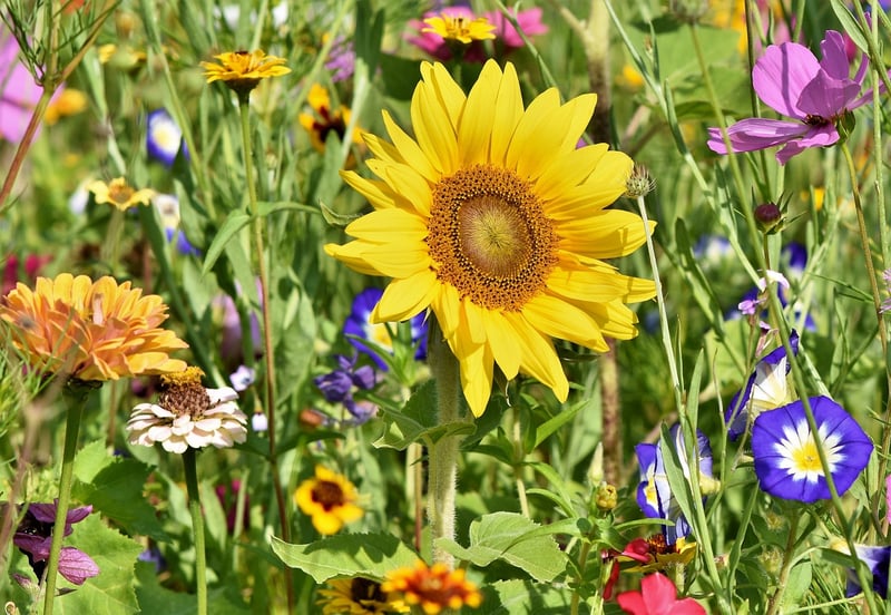 Healthy Plants